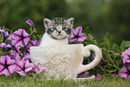 British Shorthair Kitten