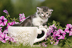 British Shorthair Kitten