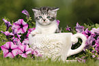 British Shorthair Kitten