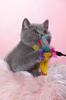 British Shorthair Kitten