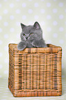 British Shorthair Kitten