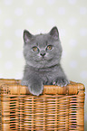 British Shorthair Kitten