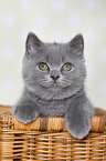 British Shorthair Kitten