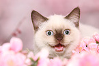 British Shorthair Kitten
