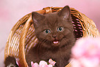 British Shorthair Kitten