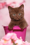 British Shorthair Kitten