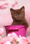 British Shorthair Kitten