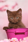 British Shorthair Kitten