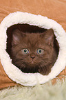 British Shorthair Kitten