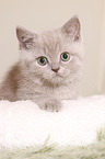 British Shorthair Kitten