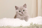 British Shorthair Kitten