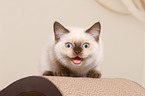 British Shorthair Kitten