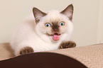 British Shorthair Kitten
