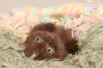 British Shorthair Kitten