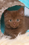 British Shorthair Kitten