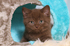 British Shorthair Kitten