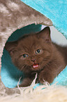 British Shorthair Kitten