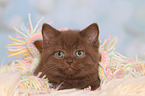 British Shorthair Kitten