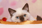 British Shorthair Kitten