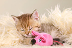British Shorthair Kitten