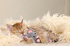 British Shorthair Kitten