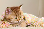 British Shorthair Kitten