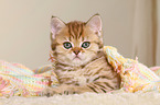 British Shorthair Kitten