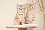 British Shorthair Kitten