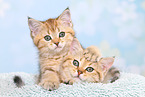 British Shorthair Kitten