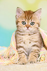 British Shorthair Kitten