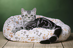 young British Shorthair