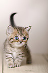 British Shorthair Kitten