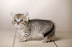 British Shorthair Kitten