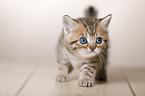 British Shorthair Kitten