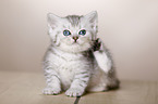 British Shorthair Kitten