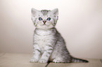 British Shorthair Kitten