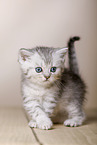 British Shorthair Kitten
