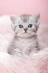 British Shorthair Kitten
