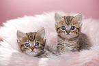 British Shorthair Kitten