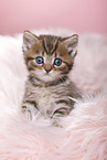 British Shorthair Kitten