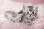 British Shorthair Kitten
