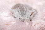 British Shorthair Kitten