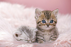 British Shorthair Kitten