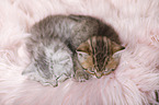 British Shorthair Kitten