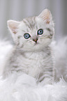 British Shorthair Kitten