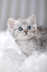British Shorthair Kitten