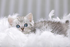British Shorthair Kitten