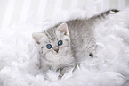 British Shorthair Kitten