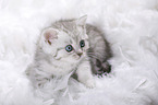 British Shorthair Kitten