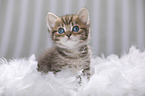 British Shorthair Kitten